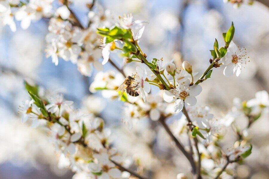 plum-blossom-6169571_1280.jpg