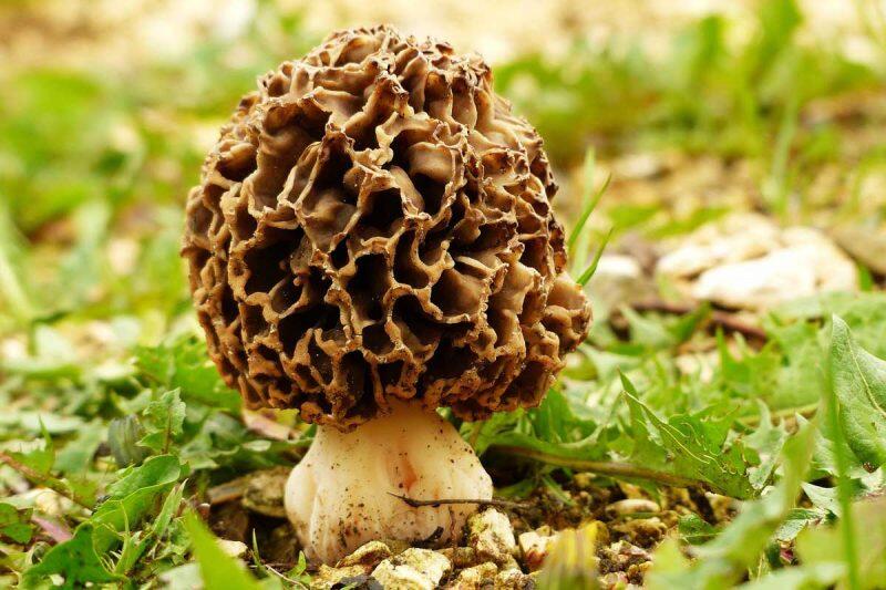 Speisemorcheln-800x533-1.jpg