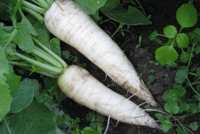 Rettich-1.jpg