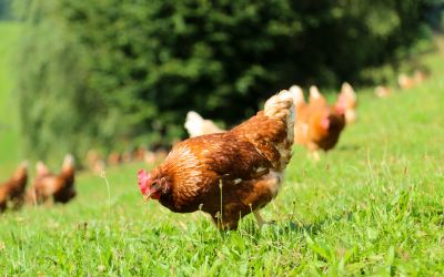 Hühnerhaltung im eigenen Garten – Das sollte man beachten