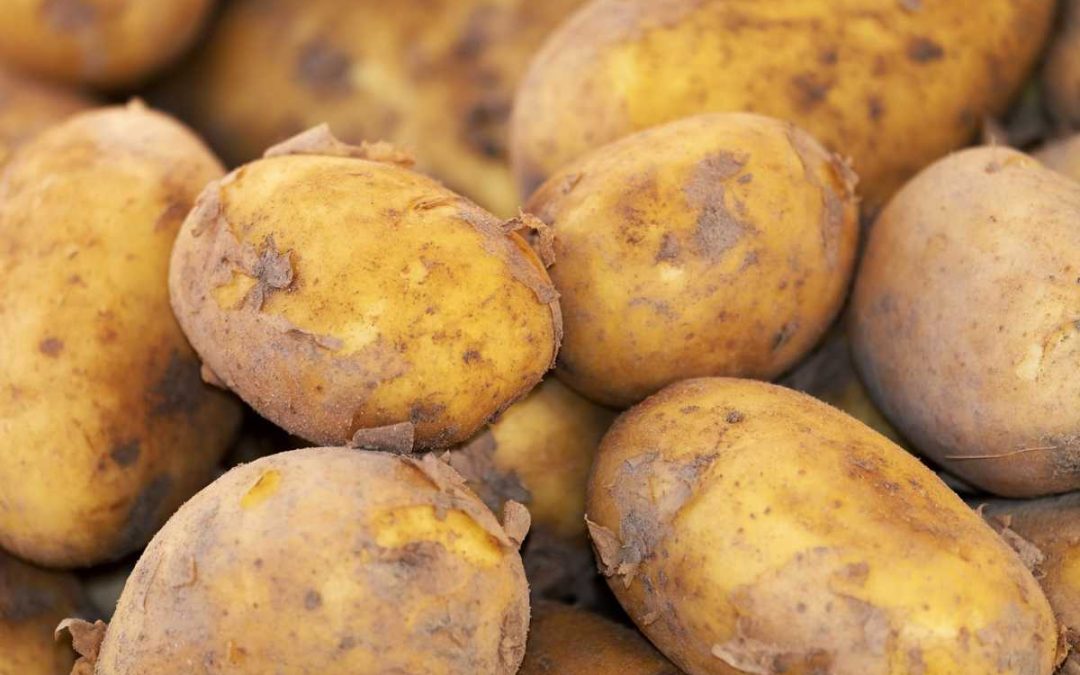 Kartoffeln – Alles, was ihr wissen müsst